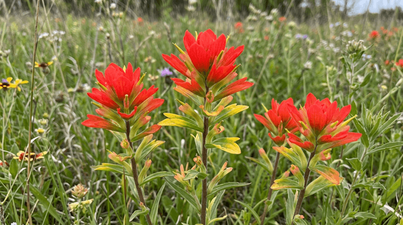 Indian Paintbrush